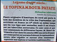 12 - Legume du 19e - Le Topinambour Patate.jpg